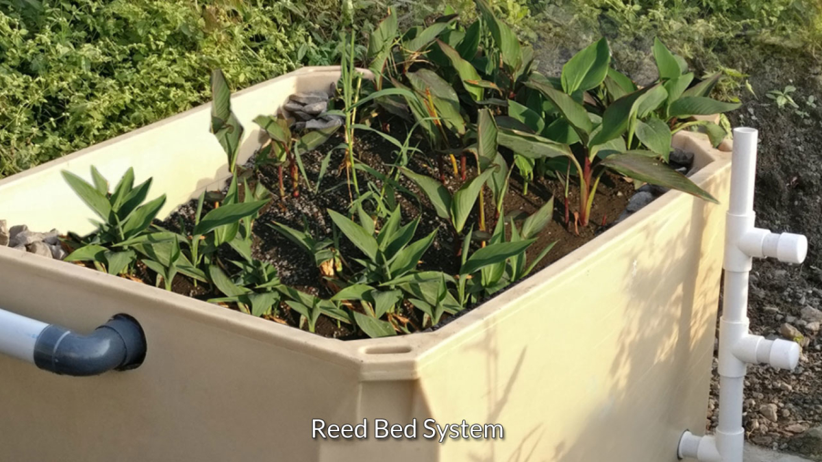 Reed Bed Systems - AquaPlus Water Purifiers (Pvt) Ltd